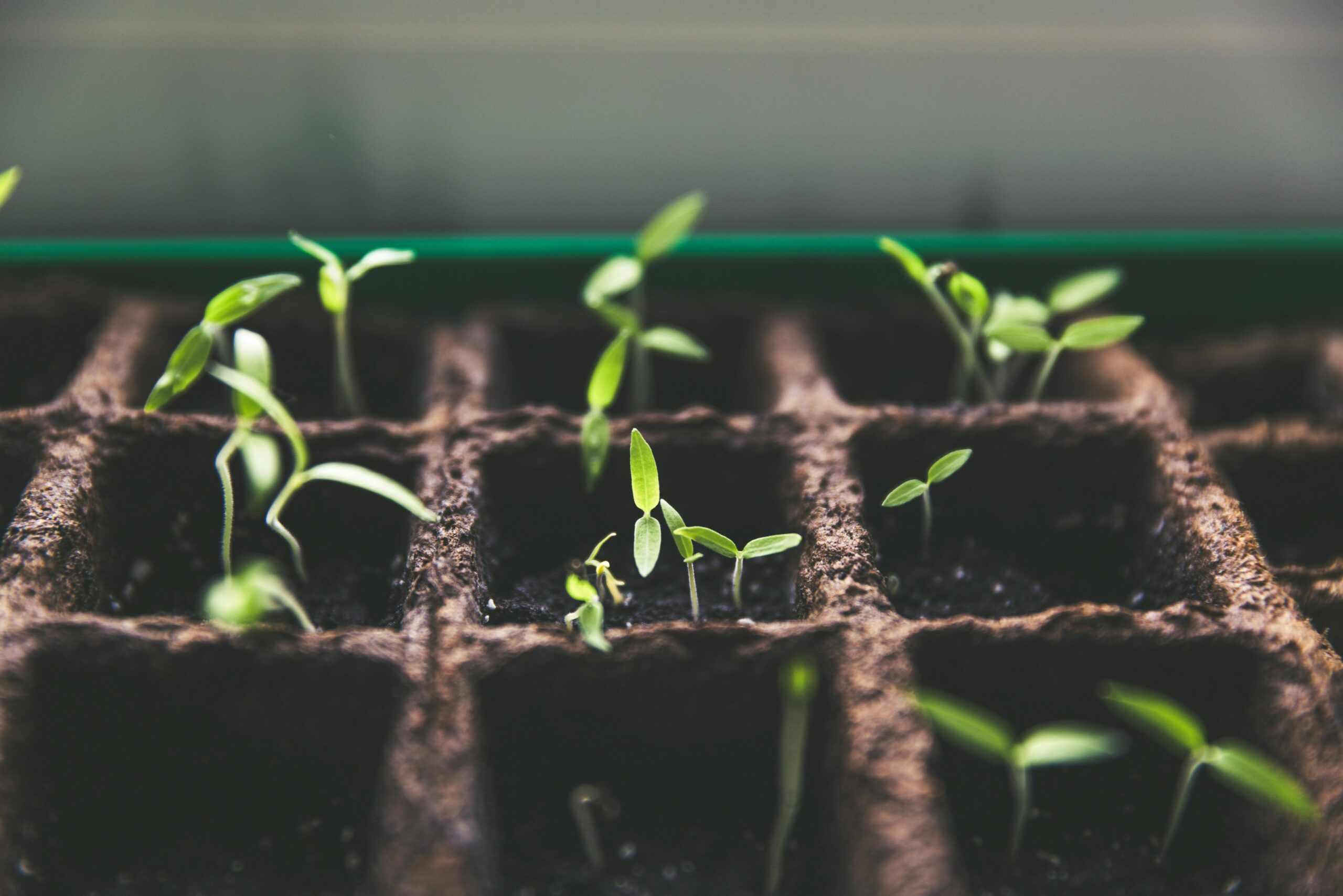 Seeds sprouting